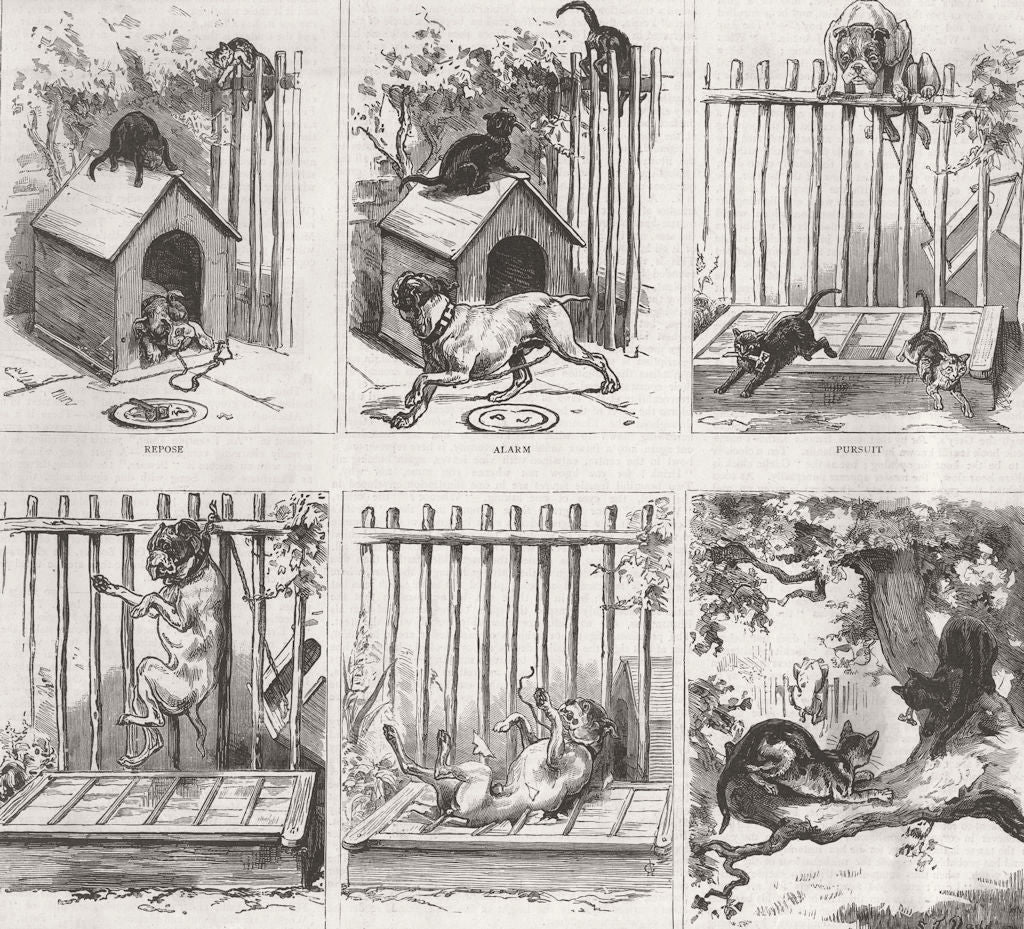 DOGS. Cat teasing Bull dog 1885 old antique vintage print picture